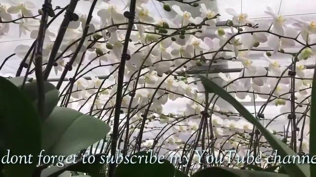 The Orchid's flowers Taiwan farm смотреть онлайн