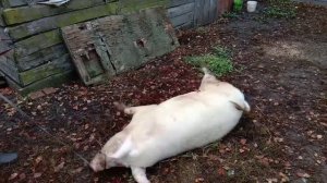 Как колоть поросенка