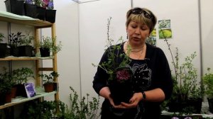 Клематис: посадка и уход