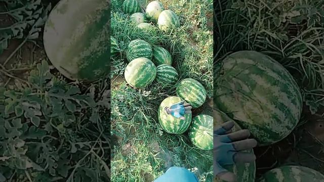 Қарбыз арту, бір арықтың ұзындығы 1км, осыдан бір фура толады.. 22.06.203ж, Шардара.. смотреть онлайн