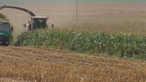 уборка кукурузы на силос в деревне КОЗЛЫ