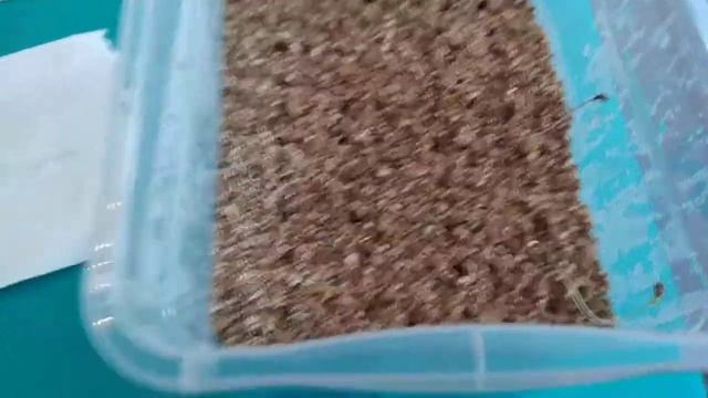 Определение процента всхожести своих семян Моркови _2часть смотреть онлайн