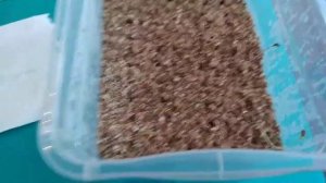 Определение процента всхожести своих семян Моркови _2часть