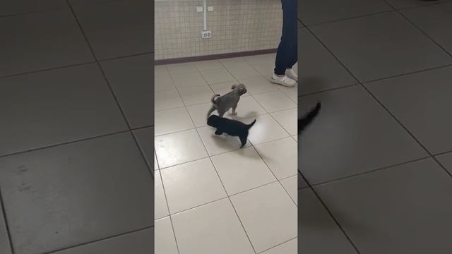 Оникс - черный маленький щенок ищет дом! смотреть онлайн