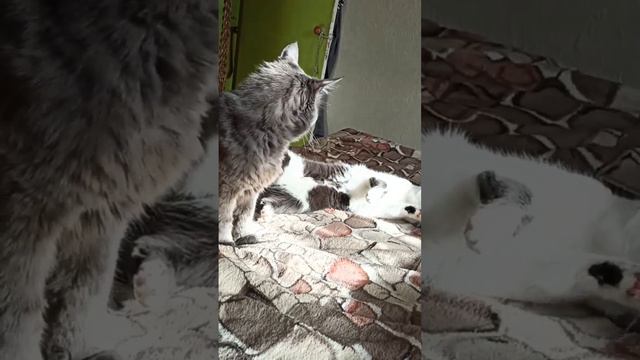 Мирандусины хотелки,Маргоша наблюдает😻😸 смотреть онлайн