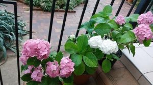Гортензия крупнолистная. Выращивание гортензий в горшках