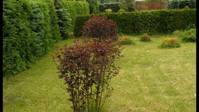 Прекрасный сад. Цветущие кустарники. Хвойные живые изгороди. смотреть онлайн