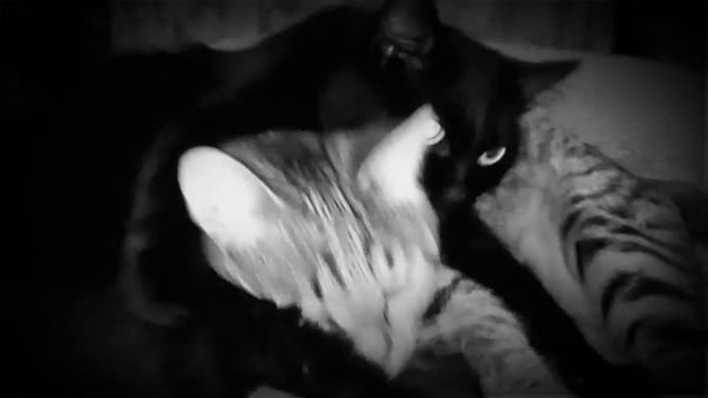 Котолюбовь .Шокирующие расследование усатых !Как надо любить. смотреть онлайн