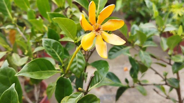 植物小知識14~變色梔子~（長筒黃梔）（Gardenia Mutabilis）