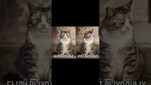 Добра и счастья. Любите животных ани тоже плачут ?? смотреть онлайн