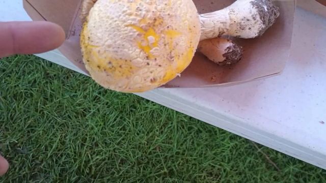 MycoFest 2023 Mushroom ID Table! (w/ @wild.forager) смотреть онлайн