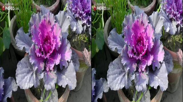 Amazing PHEREO 3D Photo on Google Play (Magic) смотреть онлайн