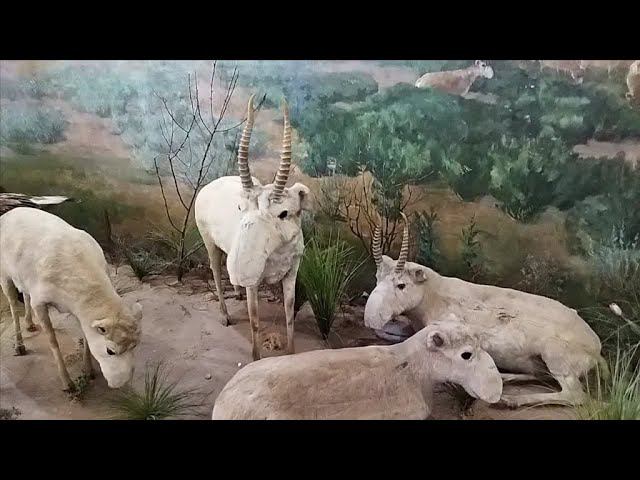 ПРОДОЛЖЕНИЕ, ПОСЕЩЕНИЕ КРАЕВЕДЧЕСКОГО МУЗЕЯ, АСТРАХАНЬ, ЧАСТЬ 2