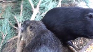 Как зимуют нутрии в мороз на улице в вольере.