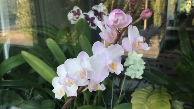 Doritaenopsis Liu's Sakura “KF” или всё о красавице сакуре! смотреть онлайн