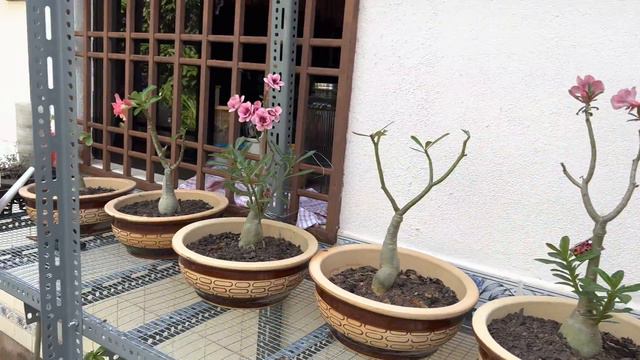 Adenium Plant Collection 2022 #adenium #kemboja #DesertRose #Rose #Segamat смотреть онлайн
