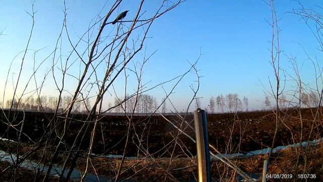 Весенняя охота на гуся (Иж 27) 2019 (Тамбов) налет белолобых смотреть онлайн