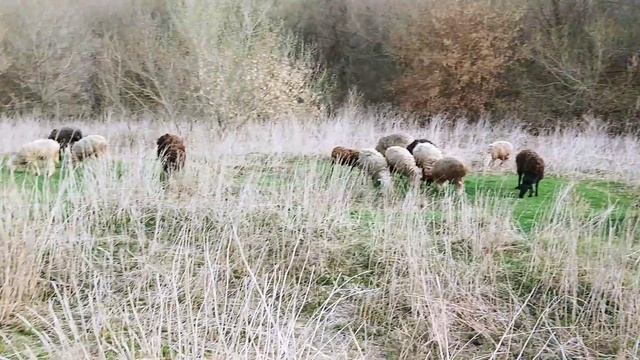Перегнали отару овец через реку на пастбище|Овцеводство как оно есть смотреть онлайн