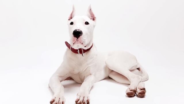 The Dogo Argentino Pitbull Mix: Comprehensive Guide смотреть онлайн