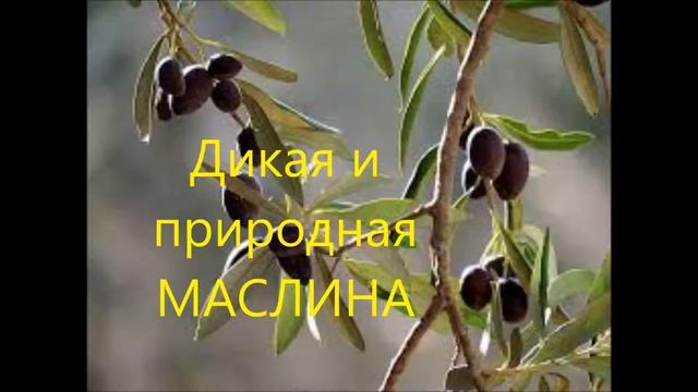 Слово Бога к ветви от дикой МАСЛИНЫ!!! 2 часть смотреть онлайн