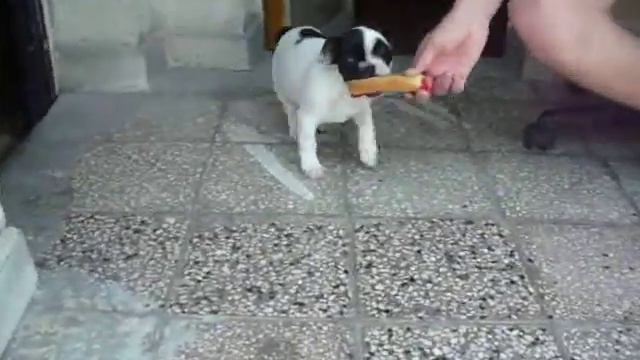 Sweet french bulldog baby - Очень милый френч смотреть онлайн