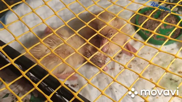 Мы так хотим жить. Как два утенка боролись за жизнь. As two ducklings fought for life. От Джулии смотреть онлайн
