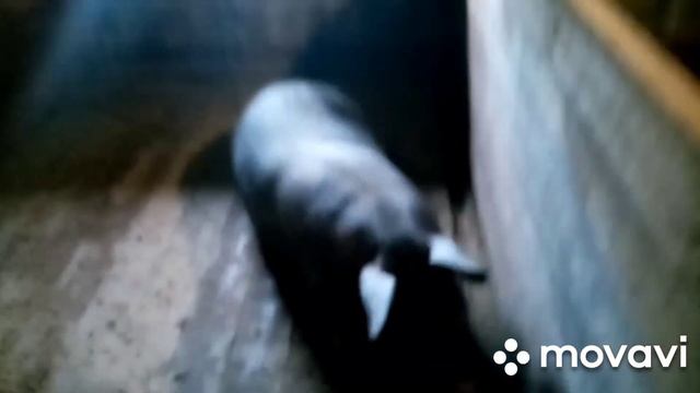 Учим поросят самостоятельно кушать смотреть онлайн