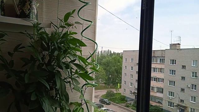 Цветёт пепинодынная груша на балконе 27.05.2023.