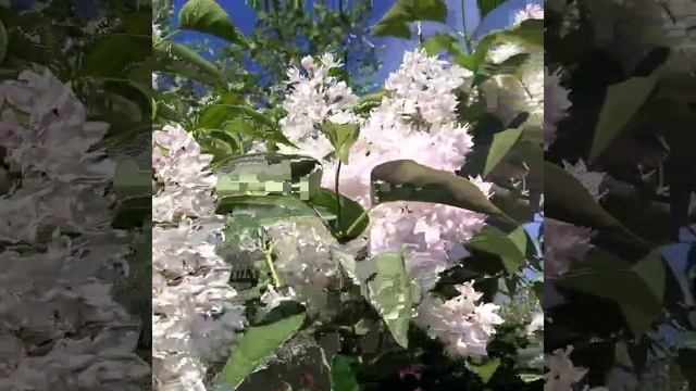 Сирени моего сада. Красавица Москвы. смотреть онлайн