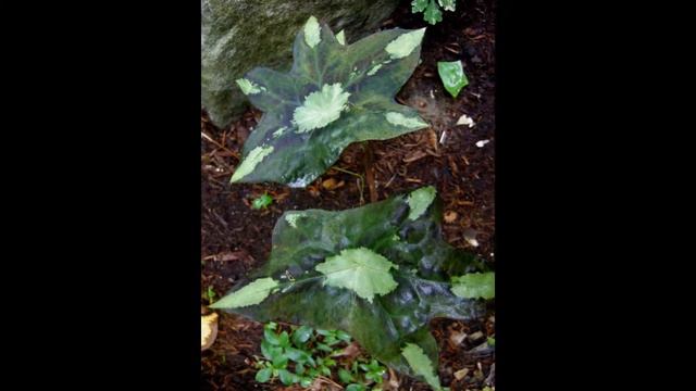 ПОДОФИЛЛ (PODOPHYLLUM) сем. Подофилловые смотреть онлайн