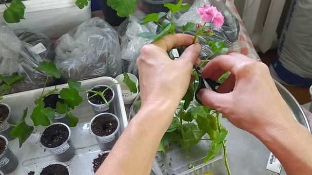 *4* Укоренение комнатных цветов в 5 грунтах. √4 черенкование герани - пеларгонии. смотреть онлайн