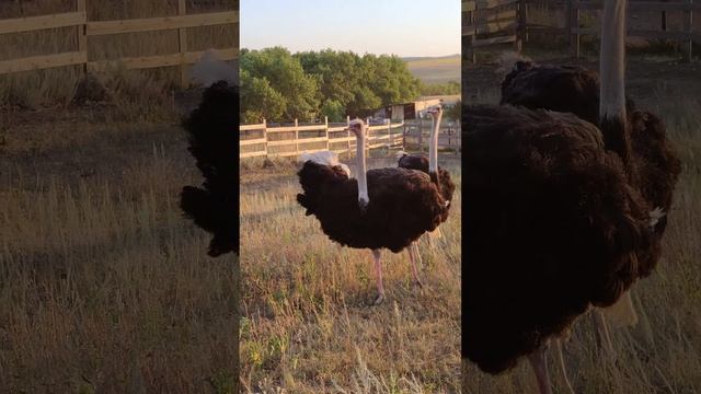 Сырейке страусы лето август 2022 часть первая смотреть онлайн