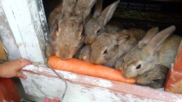 Кролики едят морковь смотреть онлайн