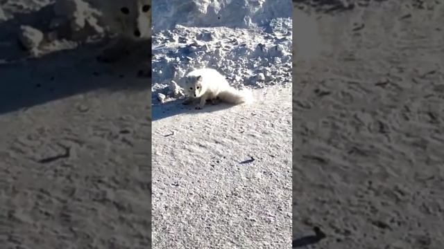 Песец В Якутии в Лесотундре смотреть онлайн
