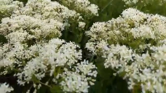 ПОЛЕВЫЕ ЦВЕТЫ смотреть онлайн