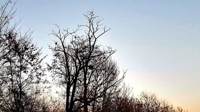 Crow Hunting 10 смотреть онлайн