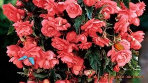 Бегония ампельная Пинк ? ампельная бегония Пинк обзор: как сажать, луковицы бегонии Пинк