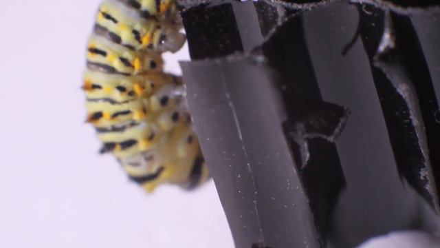 Гусеница. смотреть онлайн