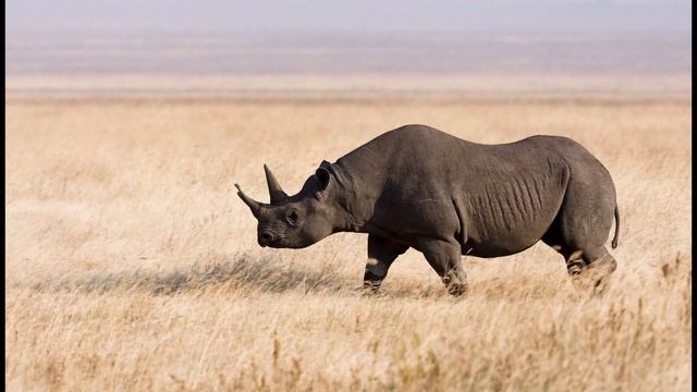 Азбука для самых маленьких, читаем буквы и слова, учим животных ч.1 смотреть онлайн