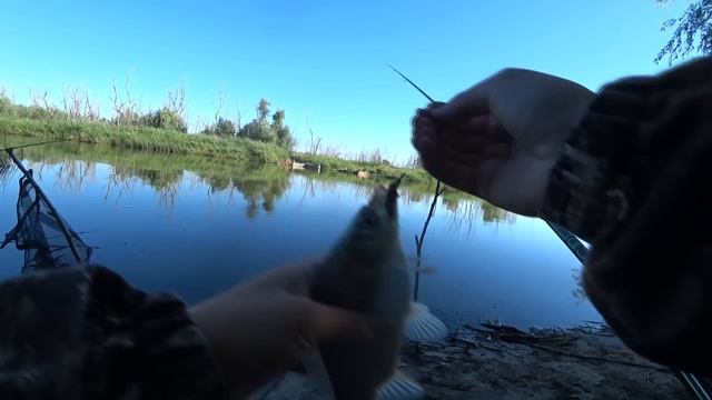 ЗАБРАЛИСЬ В ДЕБРИ ЗА САЗАНОМ! КЛЮЁТ ВСЕ! Рыбалка в безлюдном месте на поплавок смотреть онлайн