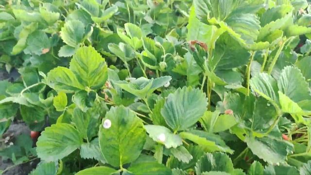 Пугающая урожайность! Сорт клубники Брилла. Второгодние посадки. смотреть онлайн