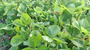 Пугающая урожайность! Сорт клубники Брилла. Второгодние посадки.