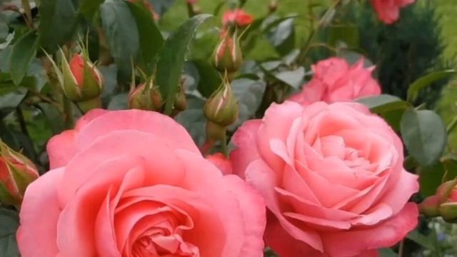Очаровательные цветы и великолепная классическая музыка! 😍 💐🎶🎶🎶 смотреть онлайн