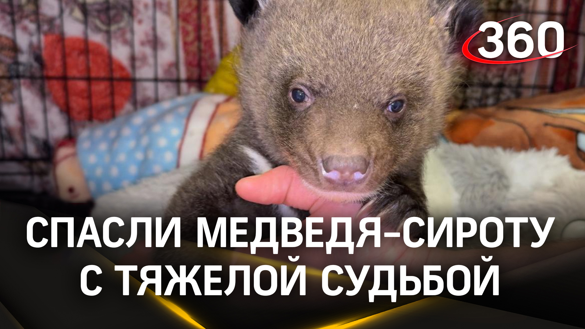 В клинском парке львов «Земля прайда» спасли медвежонка с тяжелой судьбой смотреть онлайн