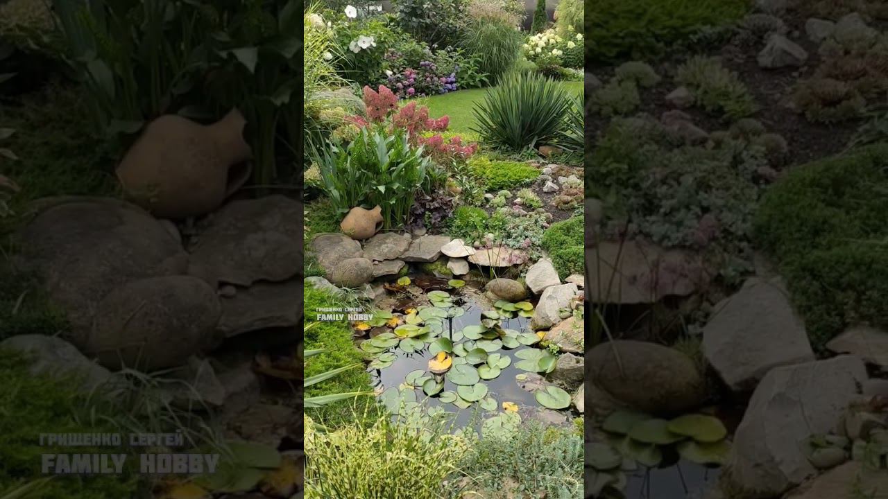 30 августа в нашем саду #сад#гортензия смотреть онлайн