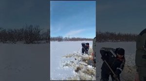 слуз