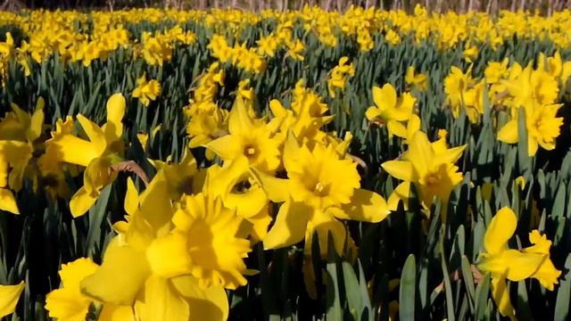 МУЗЫКА ДЛЯ ХОРОШЕГО НАСТРОЕНИЯ (RELAX,FLOWERS)2021 смотреть онлайн