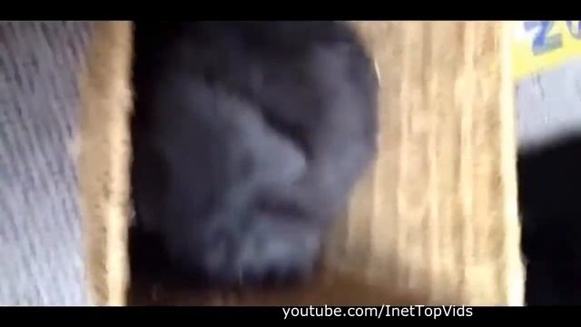 новый выпуск Смешные кошки 2015 Апрель Funny Cats 2015 April смотреть онлайн