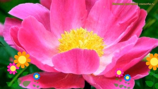 Пион молочноцветковый Пинк. Краткий обзор, описание характеристик paeonia lactiflora Single Pink смотреть онлайн