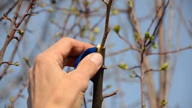 Колерую грушу к яблоне, эксперимент. смотреть онлайн